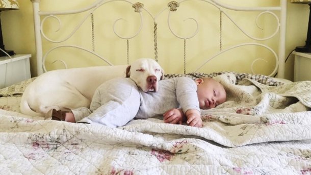  Трогательная история дружбы малыша и собаки из приюта