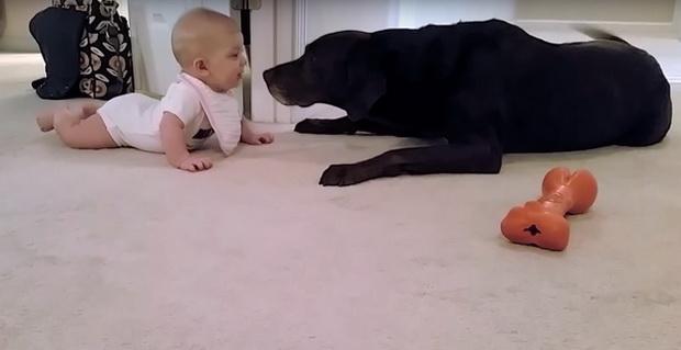  То, как собака реагировала на попытки малыша ползти к нему, так мило! Более 20 миллионов просмотров