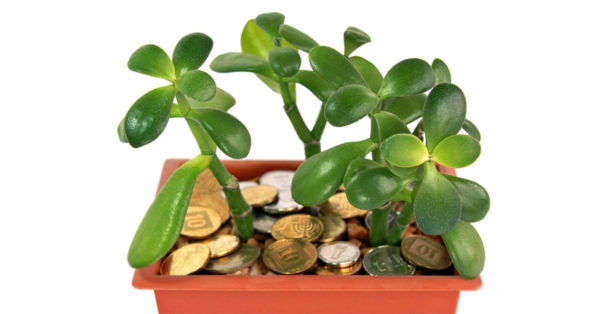 Хитрости правильного выращивания денежного дерева, которые помогут привлечь финансы в ваш дом