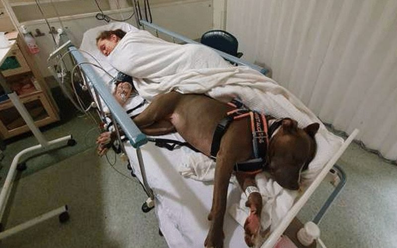  Amore incondizionato: il cane fedele si rifiuta di lasciare la mamma dopo averle salvato la vita