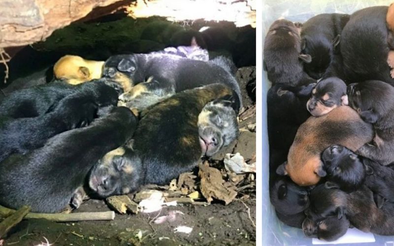  Brave Mother Dog porta 13 cuccioli in un nascondiglio nonostante la sua gamba ferita