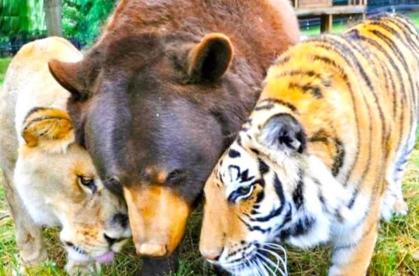  Amicizia insolita: orso, leone e tigre sono inseparabili da oltre 15 anni!