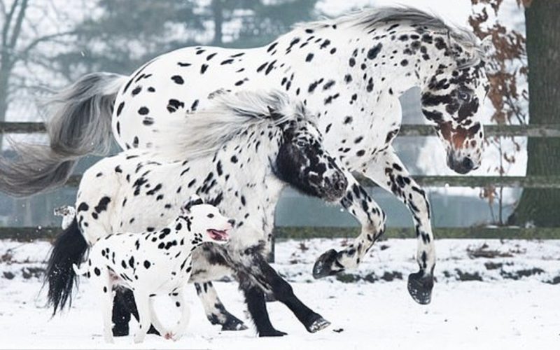  Adorabile trio di cavallo maculato nero, pony e cane sembrano fratelli