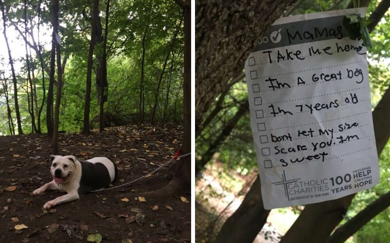  Dolce pitbull trovato legato ad un albero con un biglietto in mezzo al parco