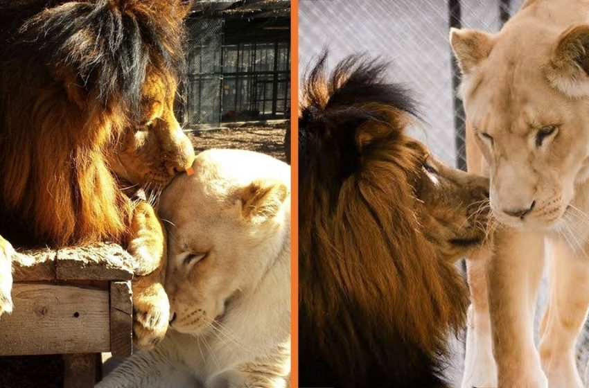  Lion stava morendo e non aveva alcuna possibilità di sopravvivenza, ma poi ha trovato il vero amore