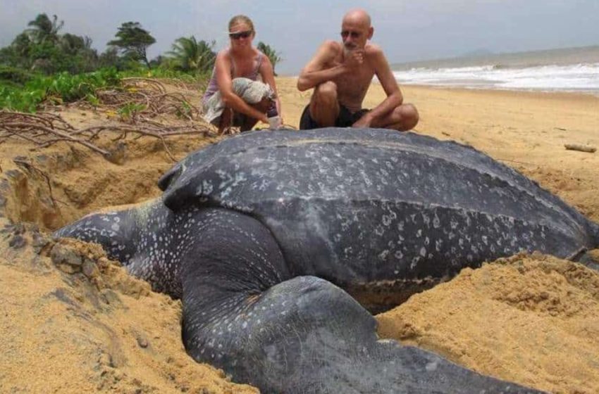  Evento incredibile La tartaruga marina più grande del mondo emerge dall’oceano