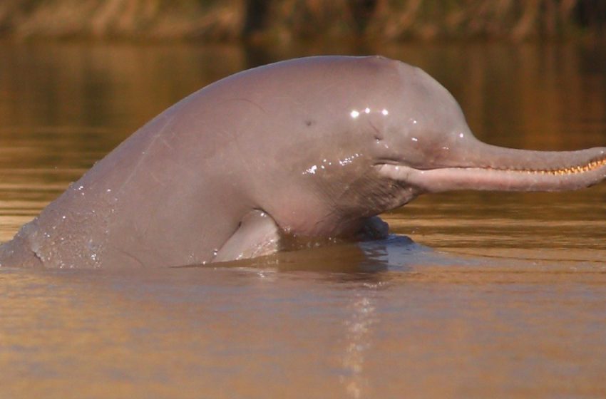  Conozca a los raros y amenazados delfines ciegos del río Indo, que están reapareciendo (8 fotos)