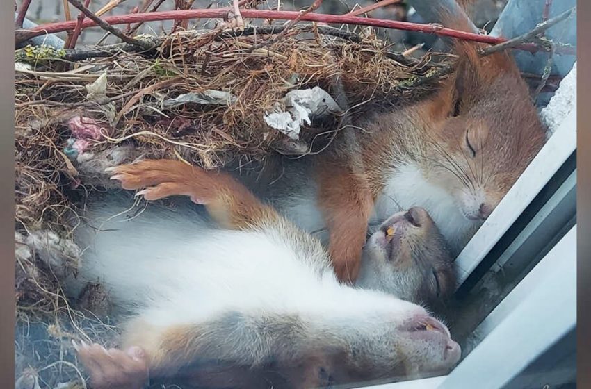  Un uomo nota i più adorabili scoiattoli che sonnecchiano appena fuori dalla sua finestra
