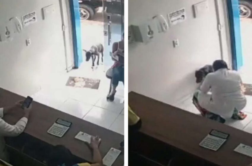  Un cane randagio ferito entra nella clinica veterinaria per chiedere aiuto alla gente