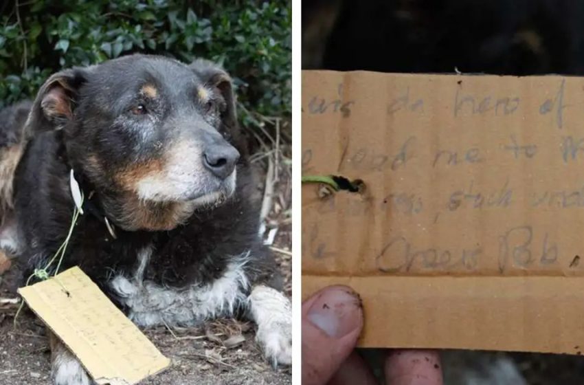  Perro desaparecido regresa con su familia con nota manuscrita llamándolo héroe